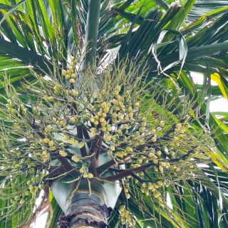 針對檳榔開花坐果期的具體管理方案（建議收藏）