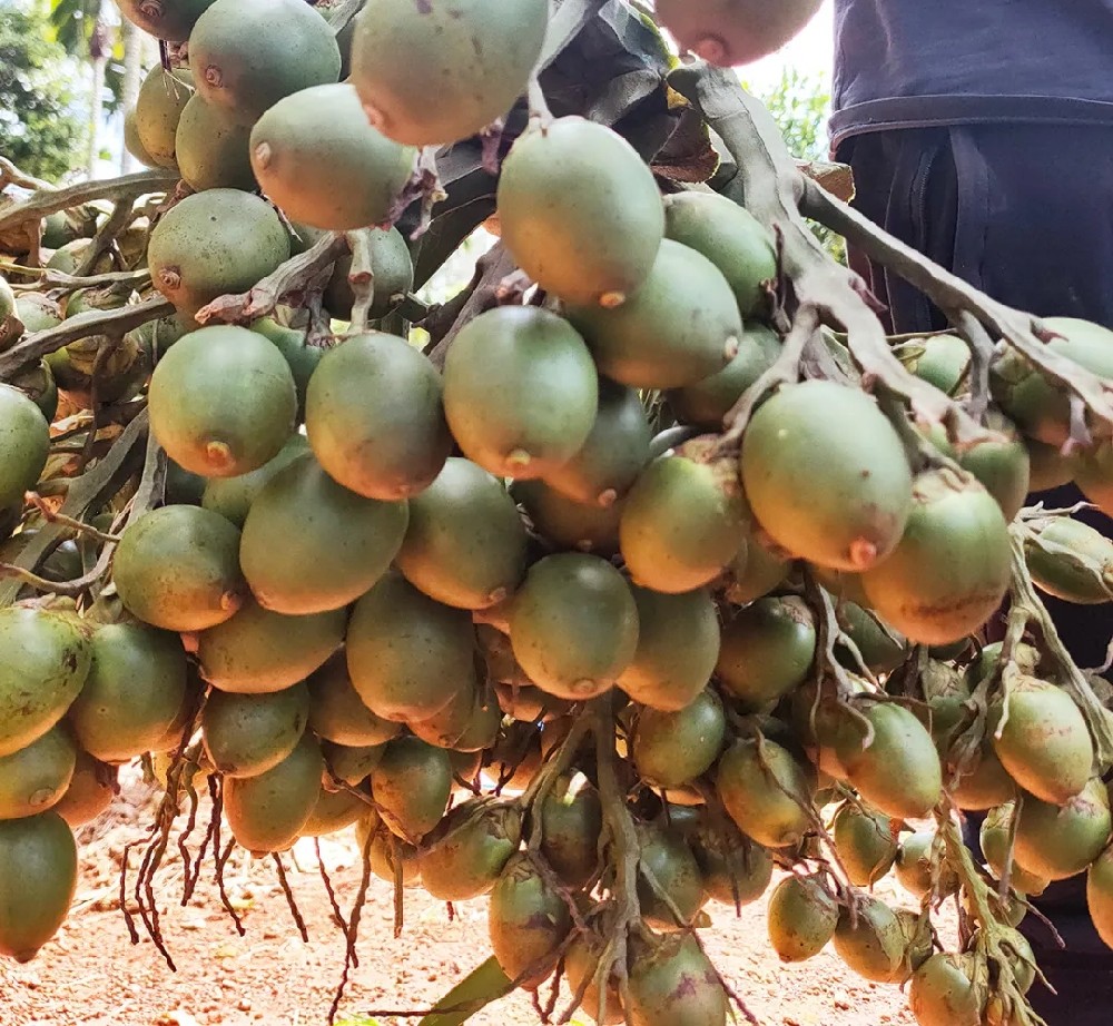 如何管理好檳榔，提高坐果率？