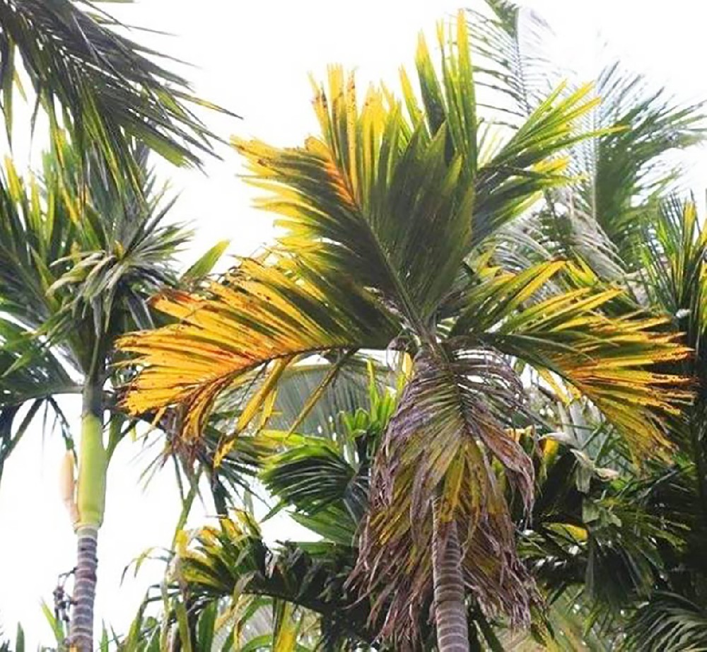 檳榔常見病害及癥狀，你知多少？