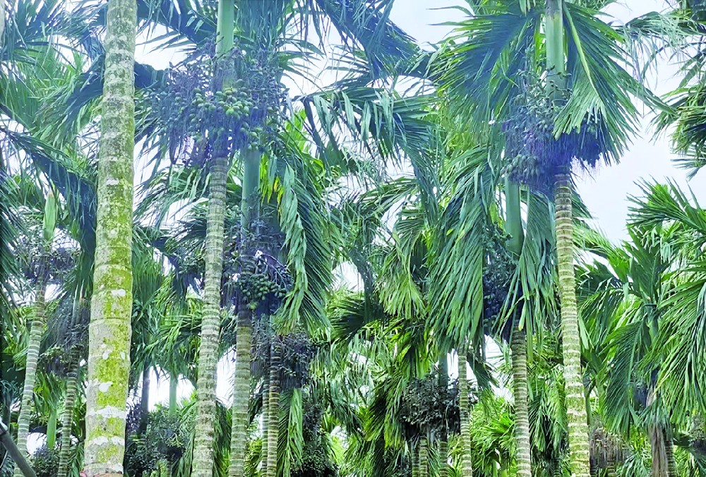 臺風過后，如何讓檳榔植株迅速恢復長勢