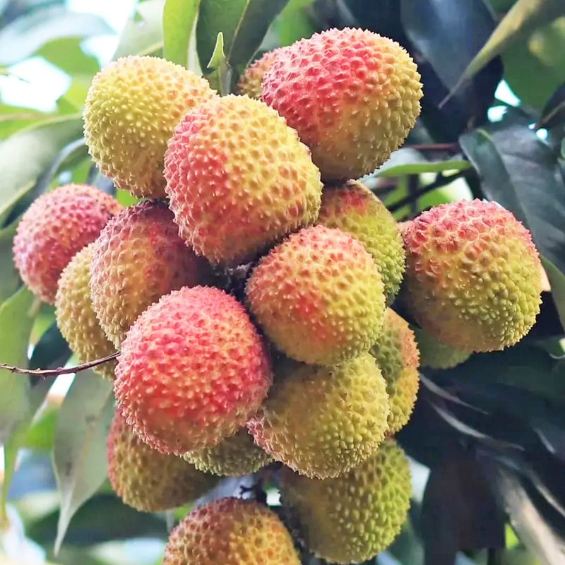 荔枝管理技術(shù)要點(diǎn)（建議收藏）