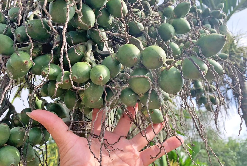 檳榔施肥技術(shù)標(biāo)準(zhǔn)化周年歷表