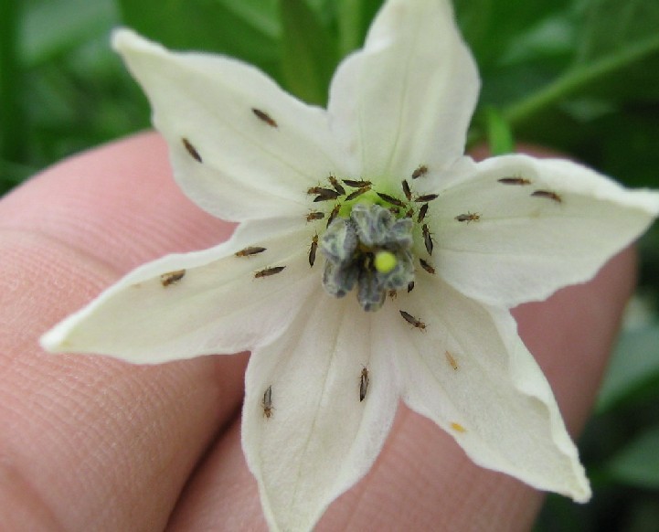 摸清薊馬的晝伏夜出習(xí)性，附實用藥劑配方和田間管理技巧！