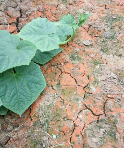 地里長青苔、紅苔咋整？農(nóng)技員教你根治！