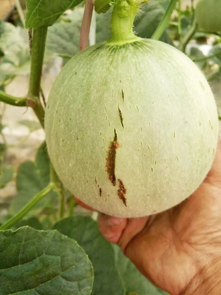 警惕！作物裂瓜裂果、臍腐病頻發(fā)，竟是缺了這些元素！