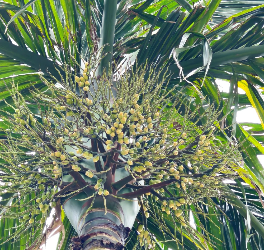 針對(duì)檳榔開花坐果期的具體管理方案（建議收藏）