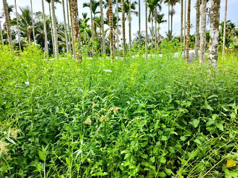 除草劑選不對？白花錢還傷作物！一文教你精準(zhǔn)選用，對癥除草