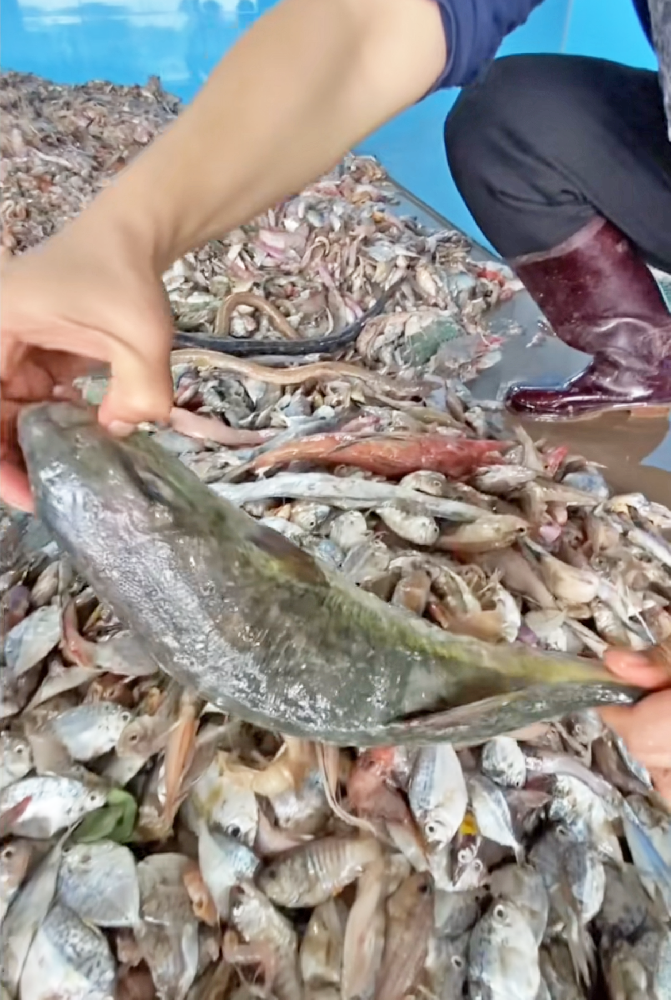 認(rèn)準(zhǔn)這3招，輕松辨別魚蛋白肽水溶肥料真假